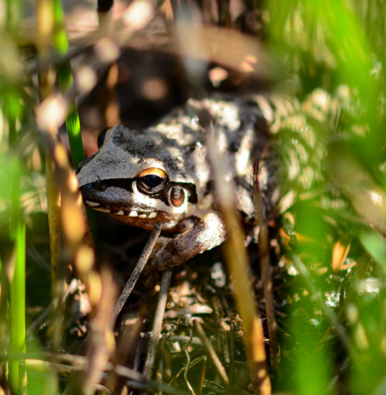 coffs-airport-frog