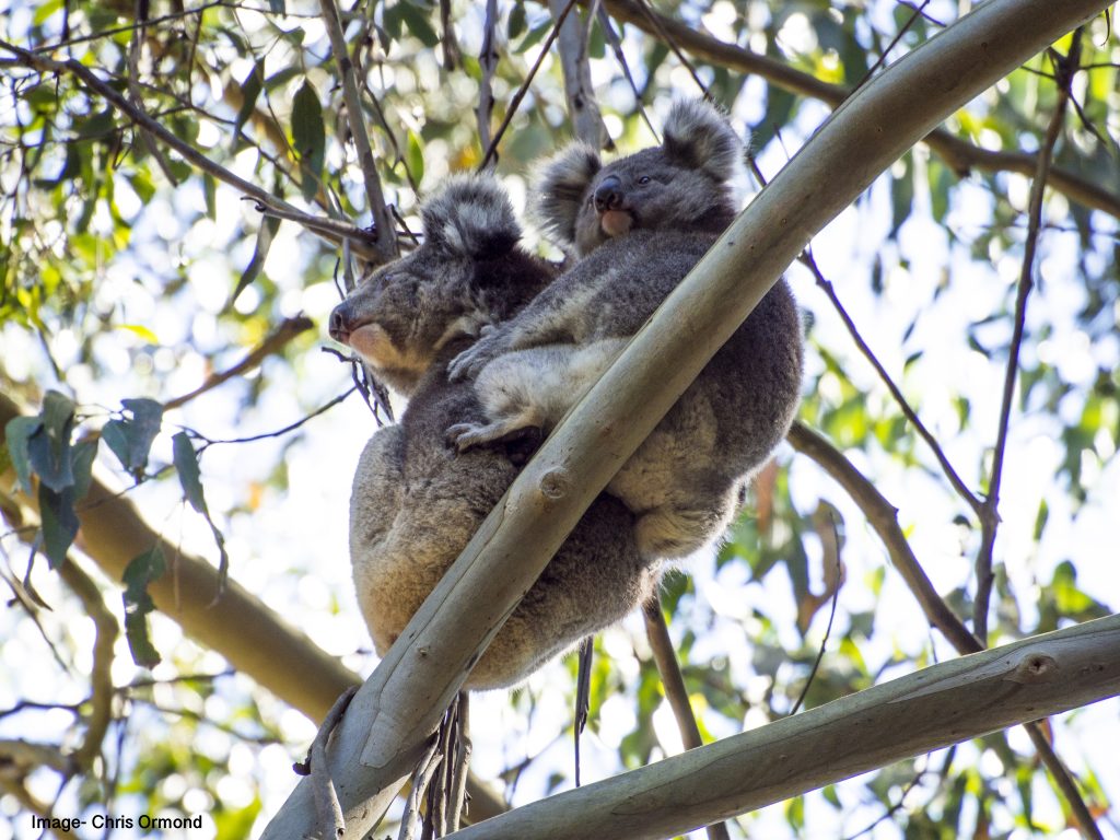 WWF Australia Koala conservation action in the Coffs Harbour Region