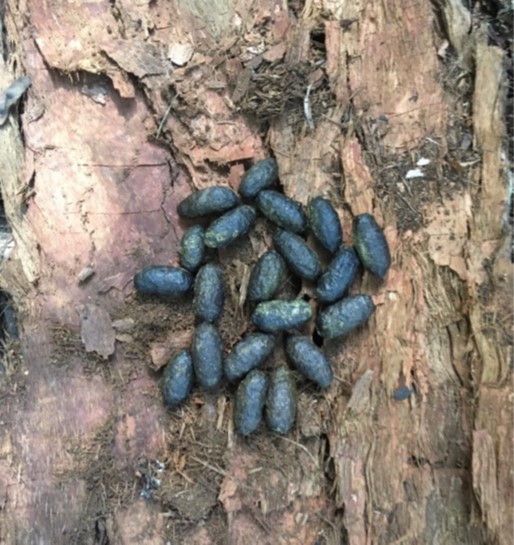 Koala scats on ground